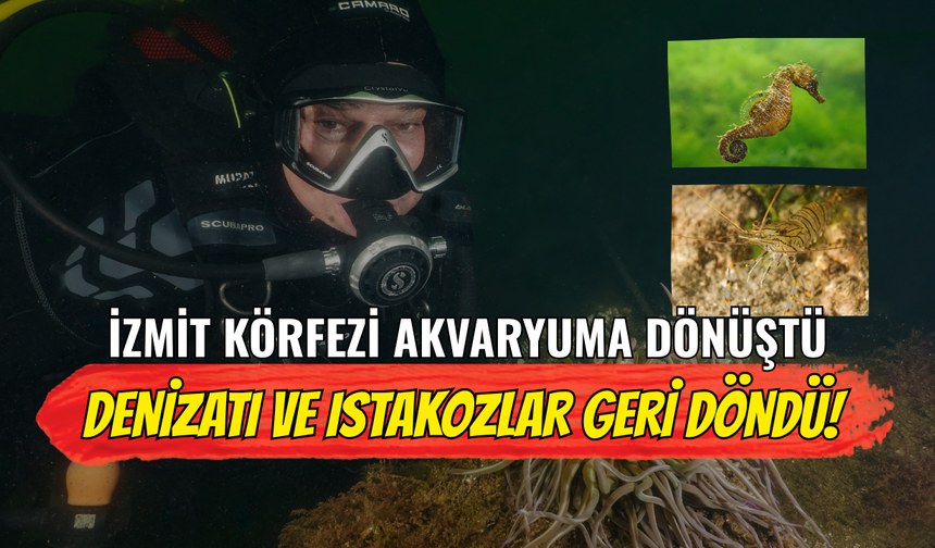 İzmit Körfezi Akvaryuma Dönüştü: Denizatı ve Istakozlar Geri Döndü!