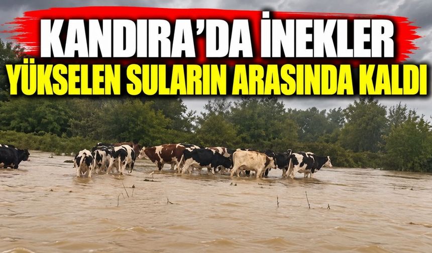 Kandıra’da inekler yükselen suların arasında kaldı