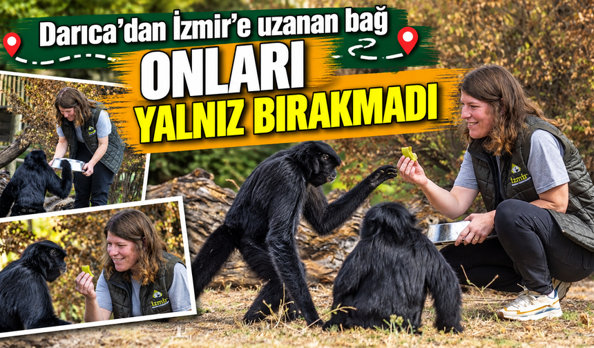 Kocaeli Darıca’daki özel hayvanat bahçesi kapanınca yolları İzmir’e düşen dört primat, yıllardır kendilerine bakan Tuğçe