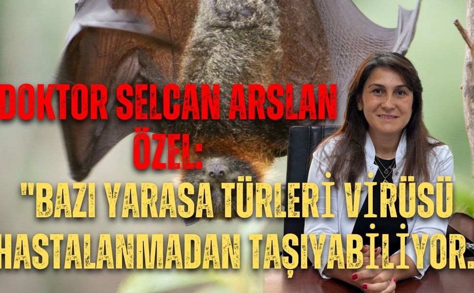 Doktor Selcan Arslan Özel: "Bazı yarasa türleri virüsü hastalanmadan taşıyabiliyor."