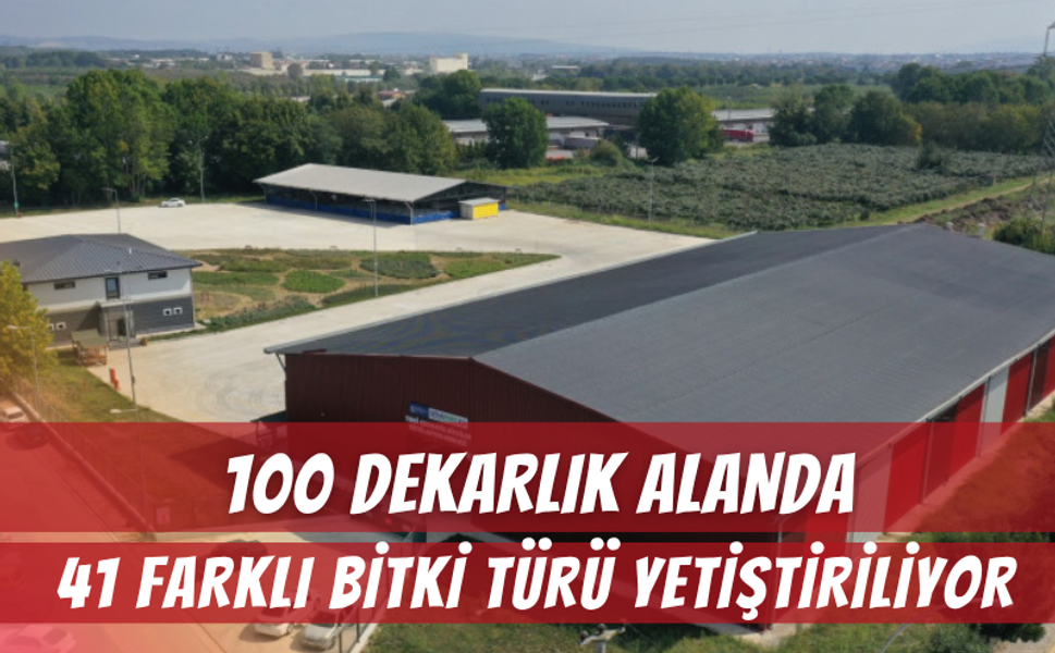 Kocaeli'de 100 Dekarlık Alanda 41 Farklı Bitki Türü Yetiştiriliyor