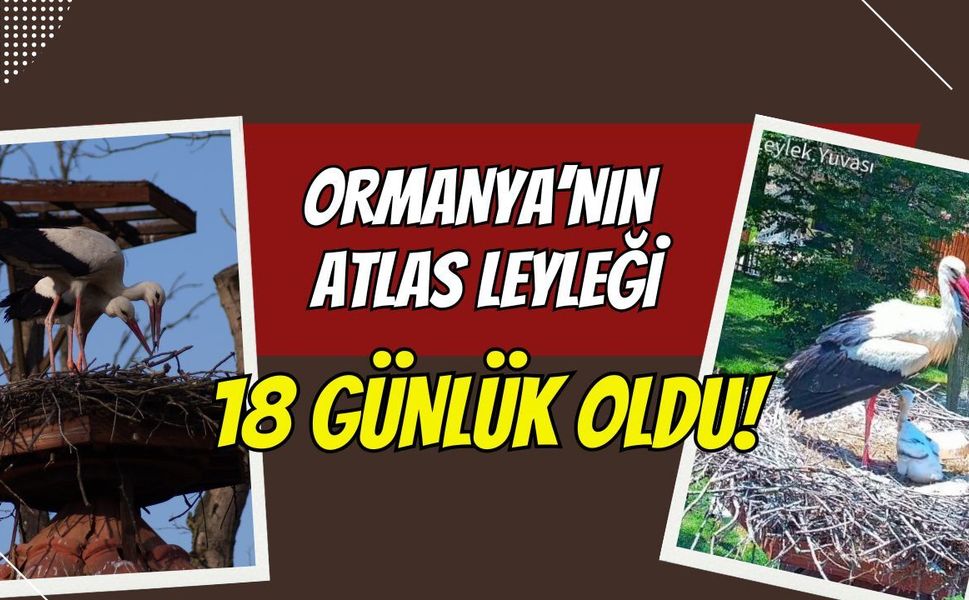 Kocaeli Ormanya’da Yapay Zekalı Leylek Mesaisi: Yavru "Atlas" 18 Günlük Oldu