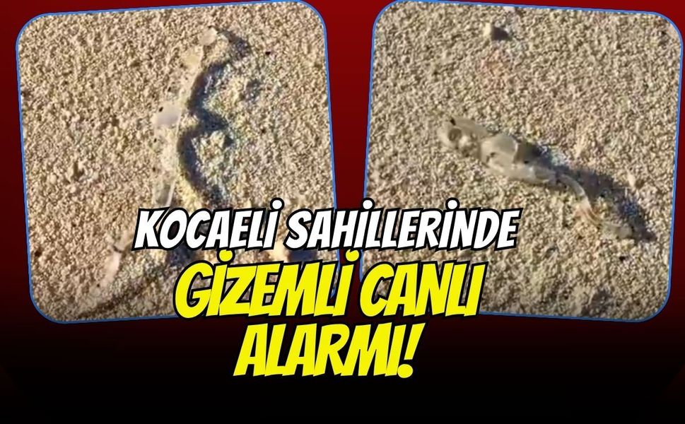 Kocaeli Sahillerinde Gizemli Canlı Alarmı! Şeffaf ve Yılan Benzeri Yaratık Görenleri Şoka Uğrattı