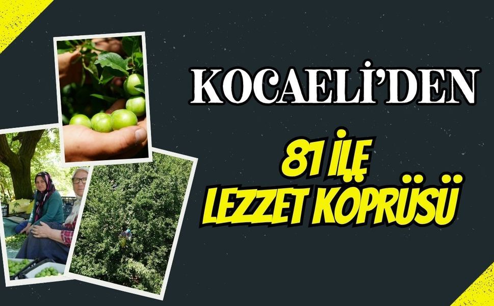 Kocaeli'den 81 İle Lezzet Köprüsü: Ünlü Eşme Eriğinde "Kastarca" Mesaisi ve Güncel Bahçe Fiyatları