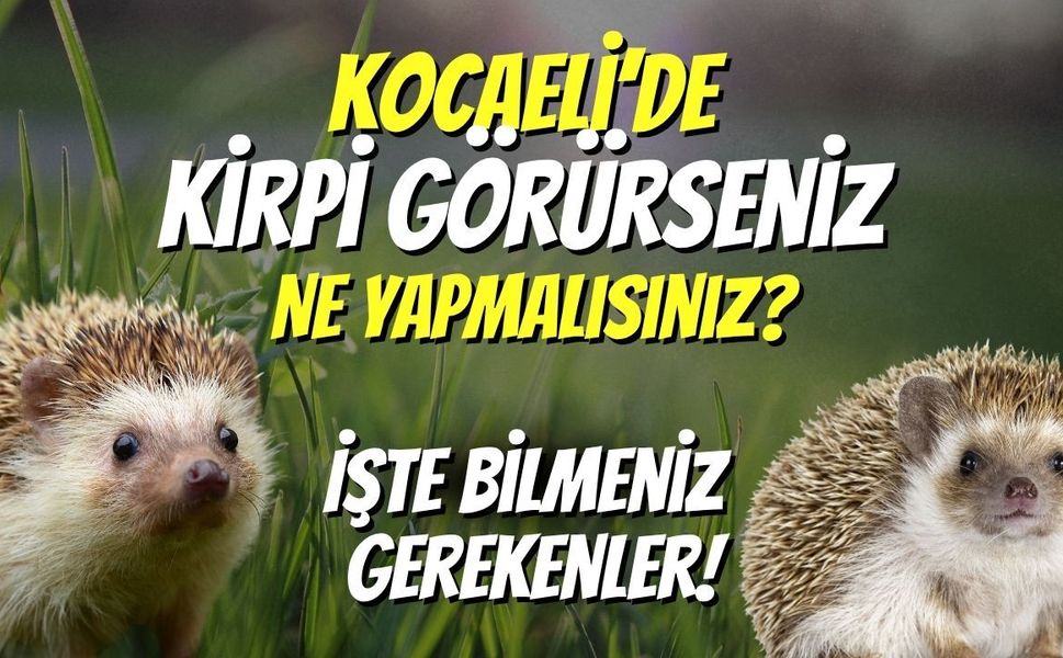 Kocaeli’de Kirpi Görürseniz Ne Yapmalısınız? İşte Bilmeniz Gerekenler!