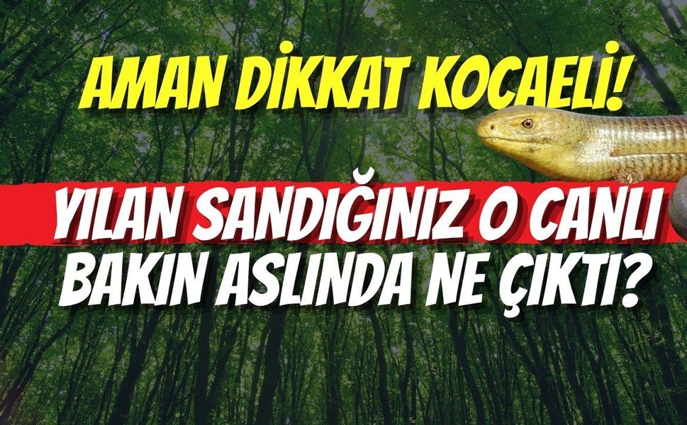 Aman Dikkat Kocaeli! Yılan Sandığınız O Canlı Bakın Aslında Ne Çıktı?
