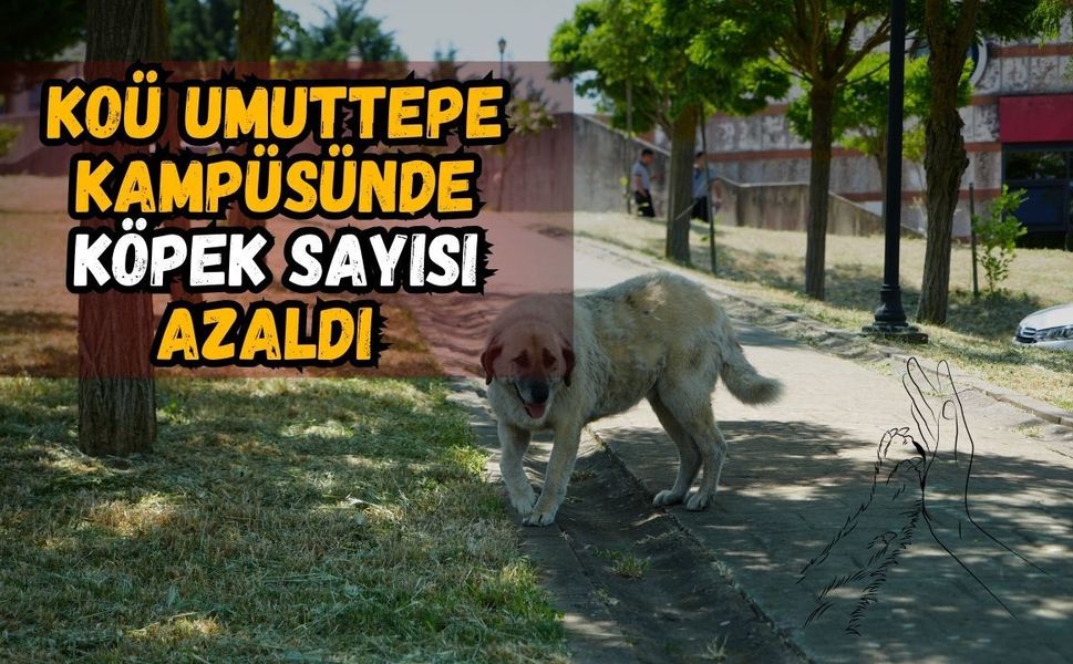 KOÜ Umuttepe Kampüsü'nde Köpek Sayısı Azaldı Ama Üniversitelilerin "Sürü" Endişesi Bitmedi!