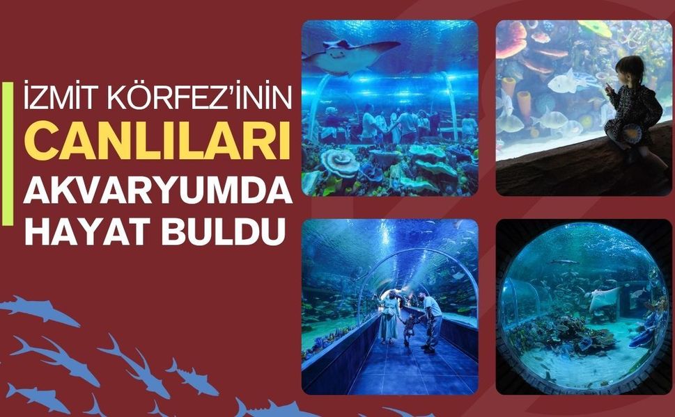 İzmit Körfezi'nin Canlıları Akvaryumda Hayat Buldu