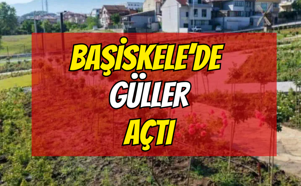 Başiskele'nin Gül Bahçesi Renkleniyor: 15 Bin Gül Açmaya Hazırlanıyor