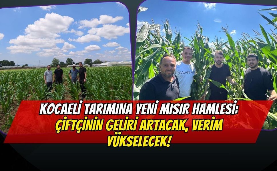 Kocaeli Tarımına Yeni Mısır Hamlesi: Çiftçinin Geliri Artacak, Verim Yükselecek!