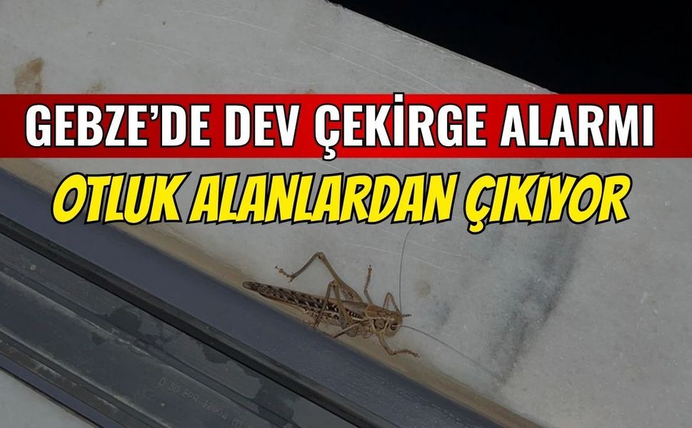 Gebze'de Dev Çekirge Alarmı