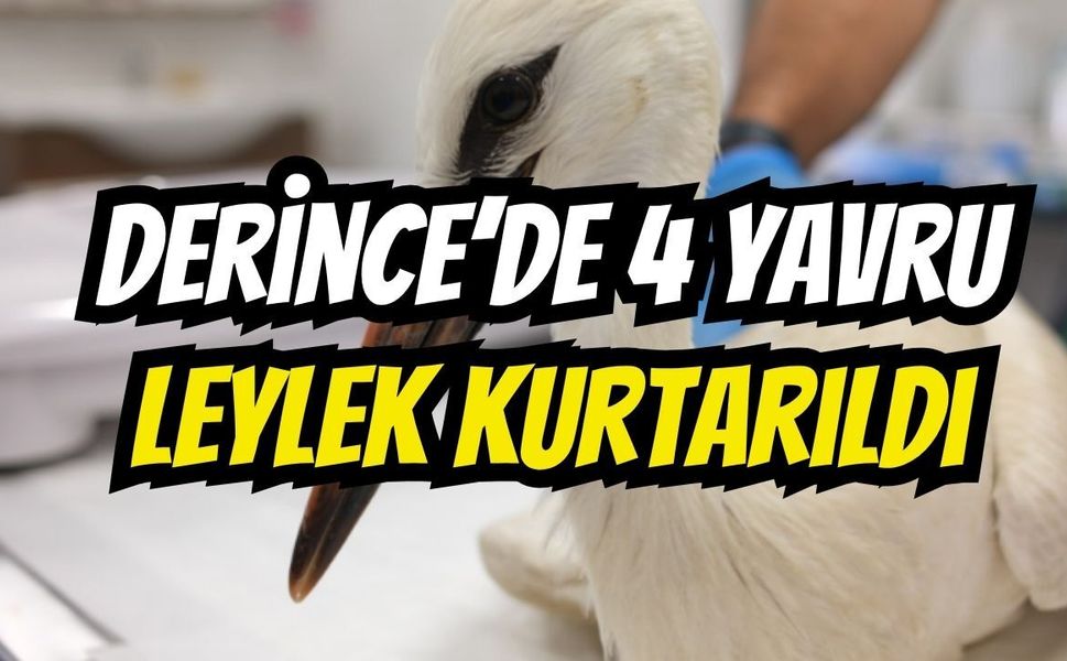 Derince'de yuvada mahsur kalan 4 yavru leylek kurtarıldı!