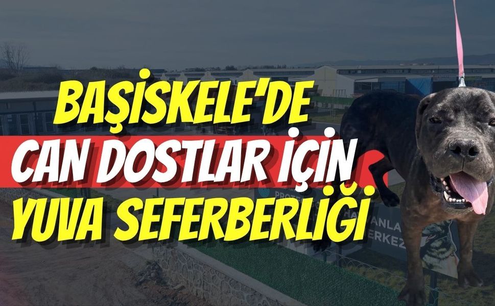 Başiskele’de Can Dostlar İçin Yuva Seferberliği