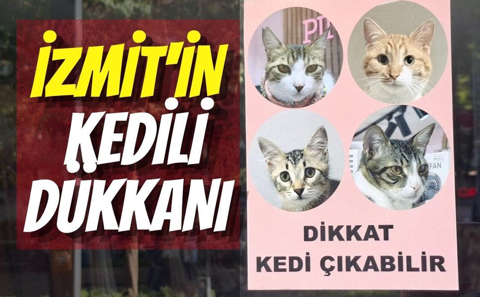 İzmit'in Kedili Dükkanı