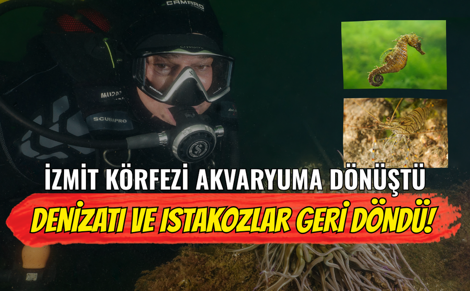 İzmit Körfezi Akvaryuma Dönüştü: Denizatı ve Istakozlar Geri Döndü!