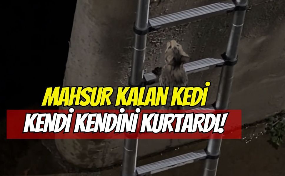 Kocaeli'de Mahsur Kalan Kedi Kendini Kurtardı