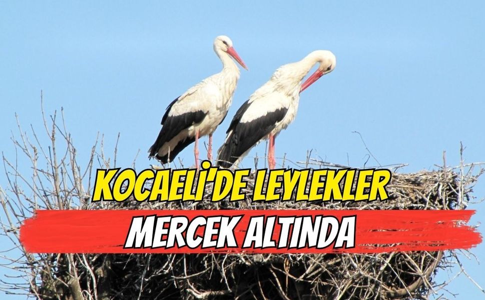 Kocaeli’de Leylekler Mercek Altında