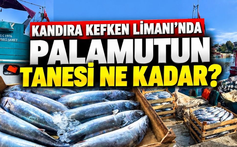 Kandıra Kefken Limanı’nda Palamutun Tanesi Ne Kadar?