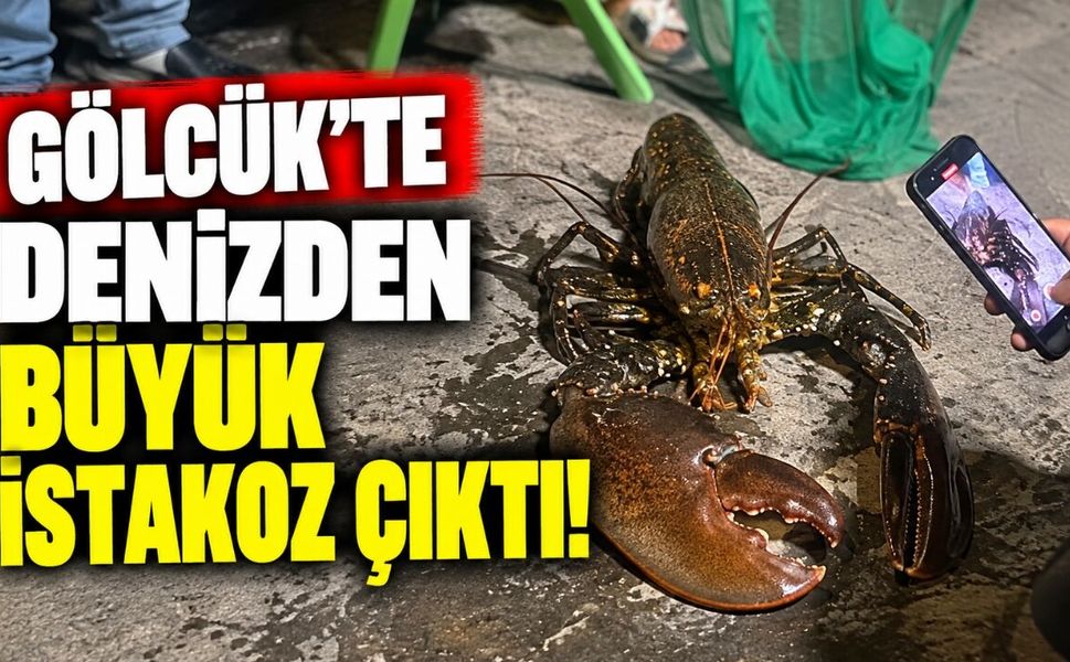 Gölcük'te Denizden Büyük istakoz Çıktı!