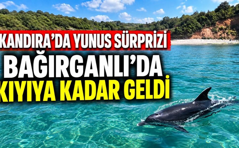 Kandıra’da Yunus Sürprizi: Bağırganlı’da Kıyıya Kadar Geldi