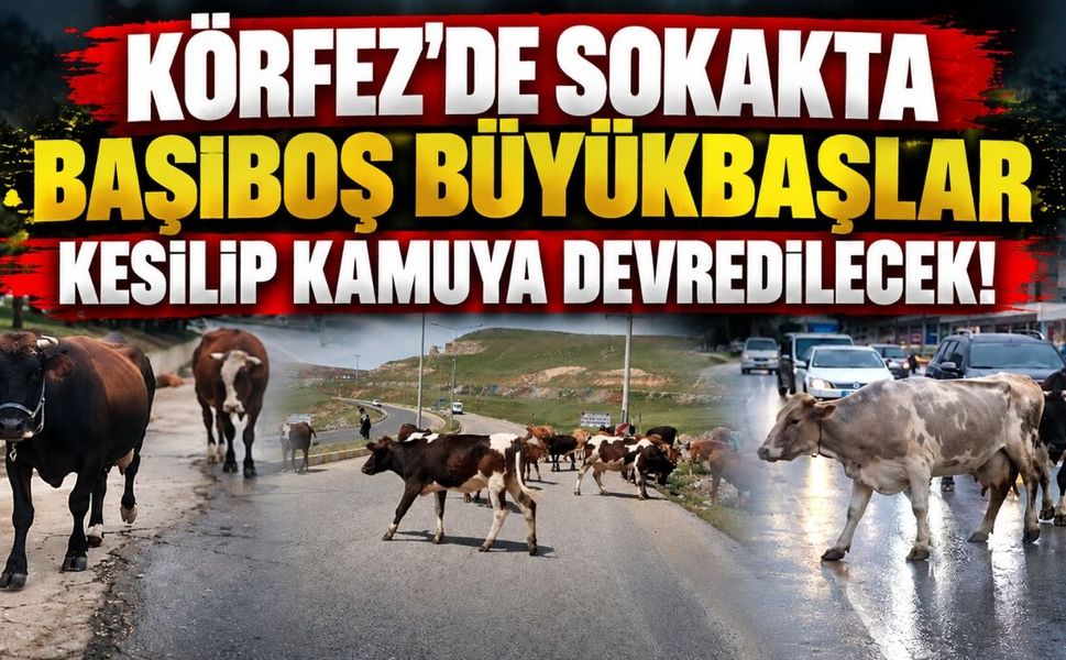 Körfez'de Sokakta Başıboş Büyükbaşlar Kesilip Kamuya Devredilecek