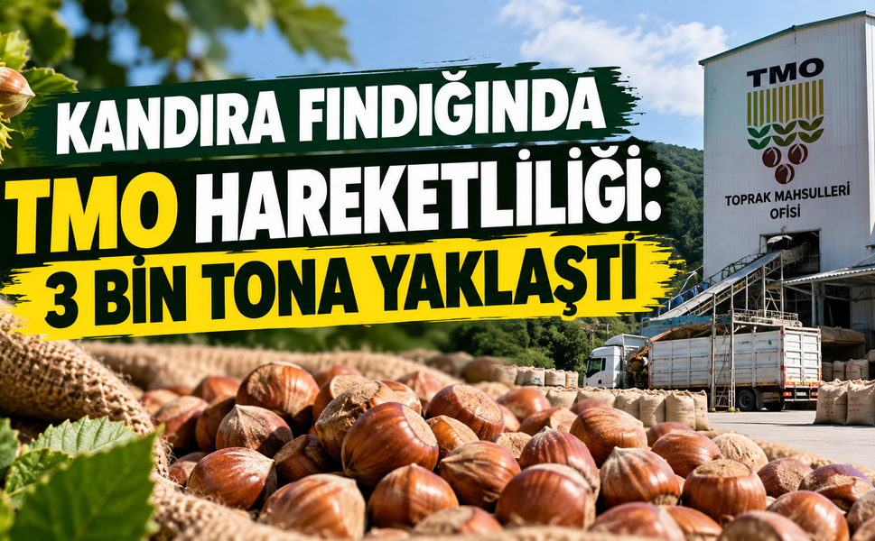 Kandıra fındığında TMO hareketliliği: 3 bin tona yaklaştı