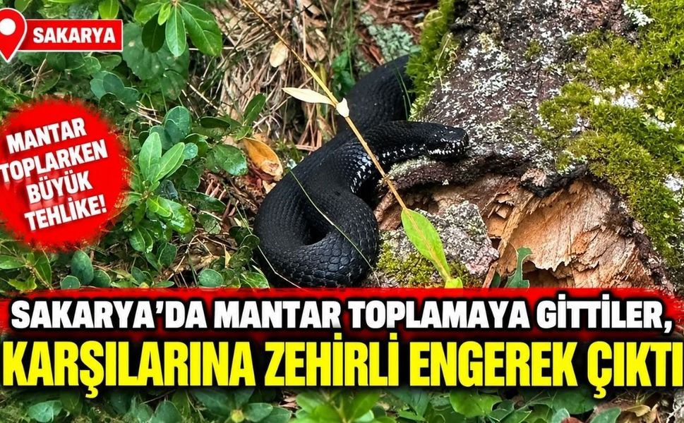 Sakarya’da mantar toplamaya gittiler, karşılarına zehirli engerek çıktı
