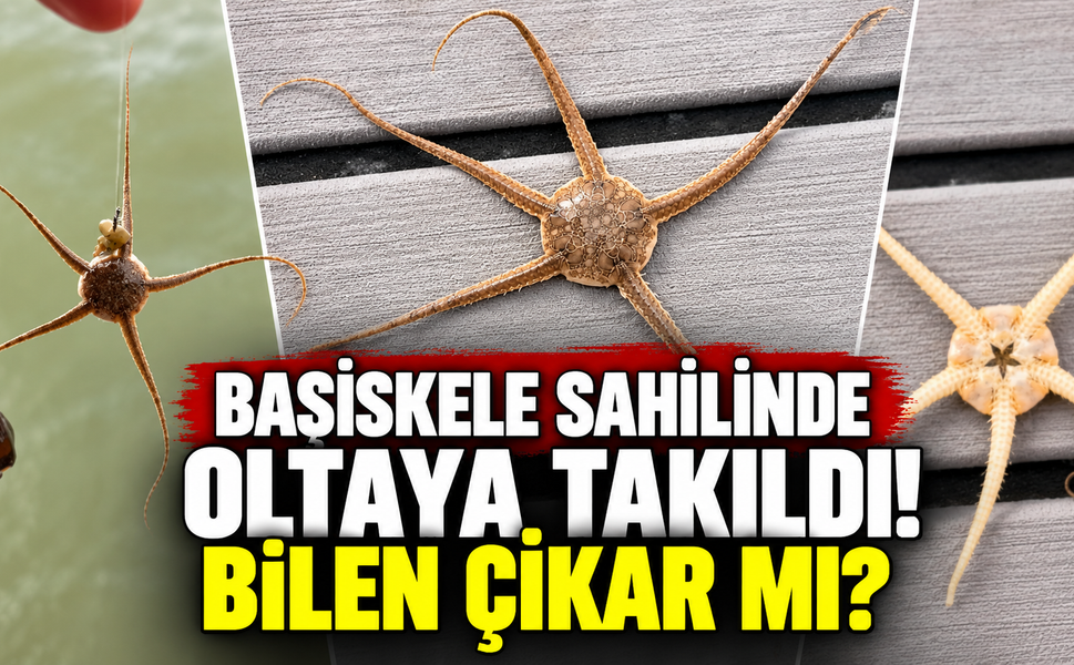 Başiskele Sahilinde Şaşırtan Av
