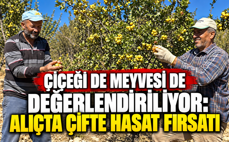 Çiçeği de Meyvesi de Değerlendiriliyor: Alıçta Çifte Hasat Fırsatı