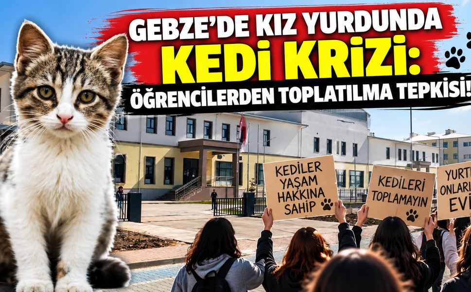 Gebze'de Kız Yurdunda Kedi Krizi: Öğrencilerden Toplatılma Tepkisi!