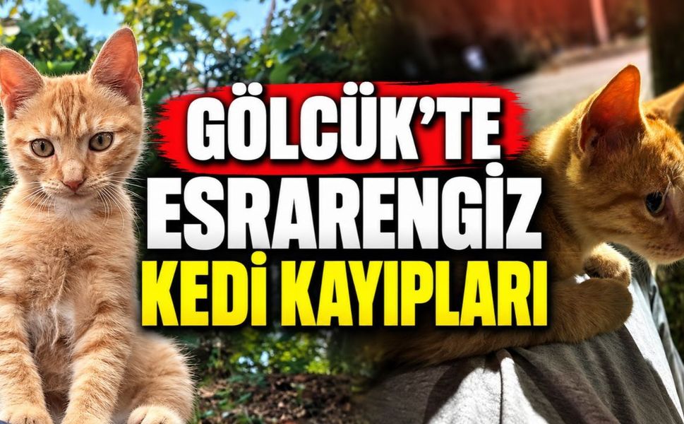 Gölcük’te Esrarengiz Kedi Kayıpları: 7 Kedi Yok Oldu, Biri Kapı Önünde Katledildi!