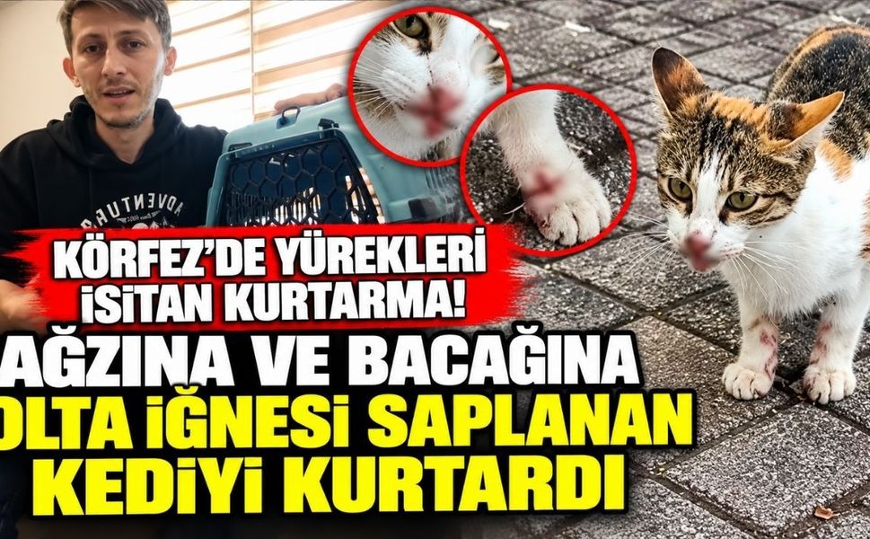 Körfez'de yürekleri ısıtan kurtarma! Ağzına ve bacağına olta iğnesi saplanan kediyi kurtardı