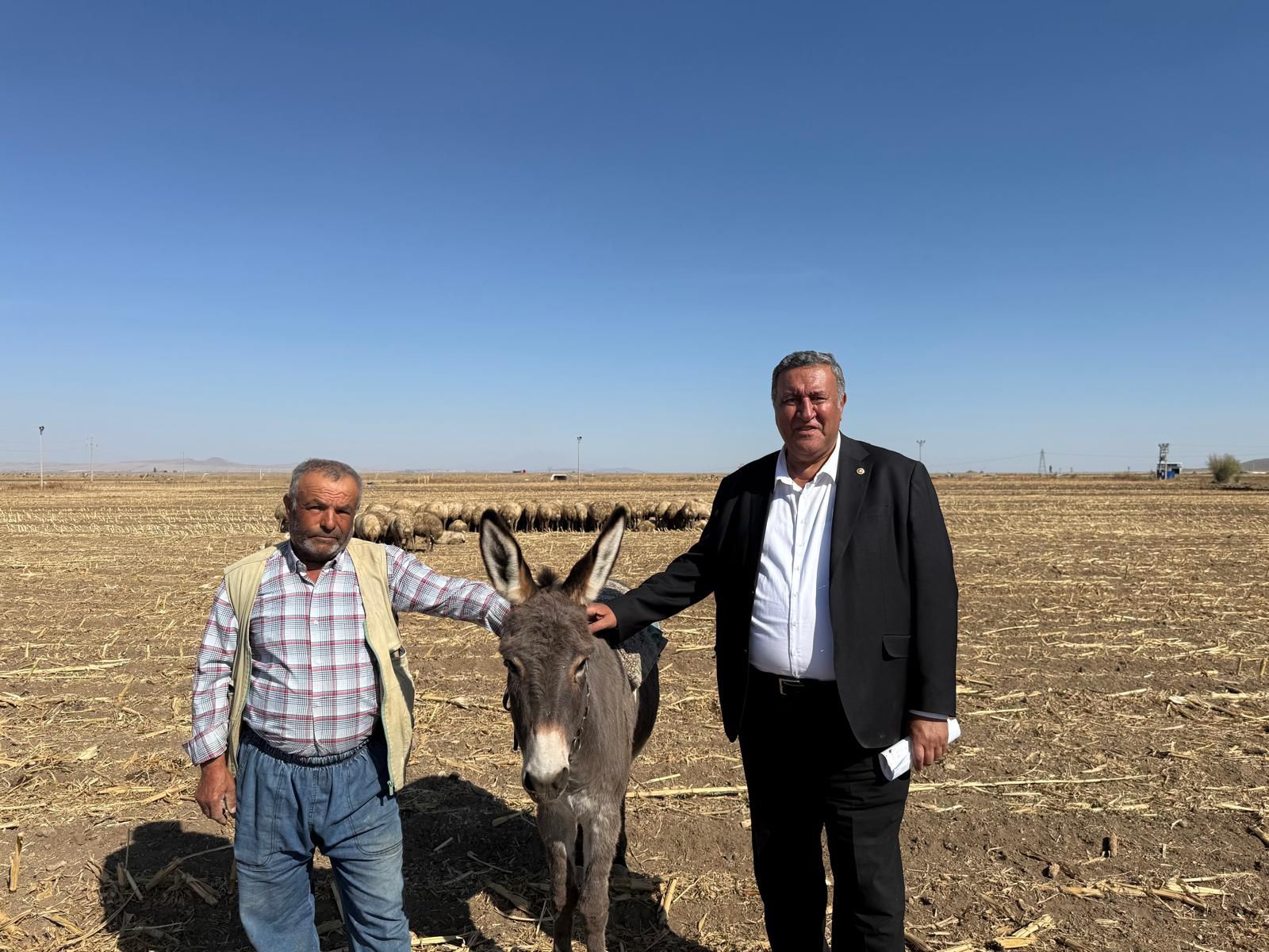 CHP’li Gürer’den dikkat çeken uyarı: Mera hayvancılığı bitme noktasında-1