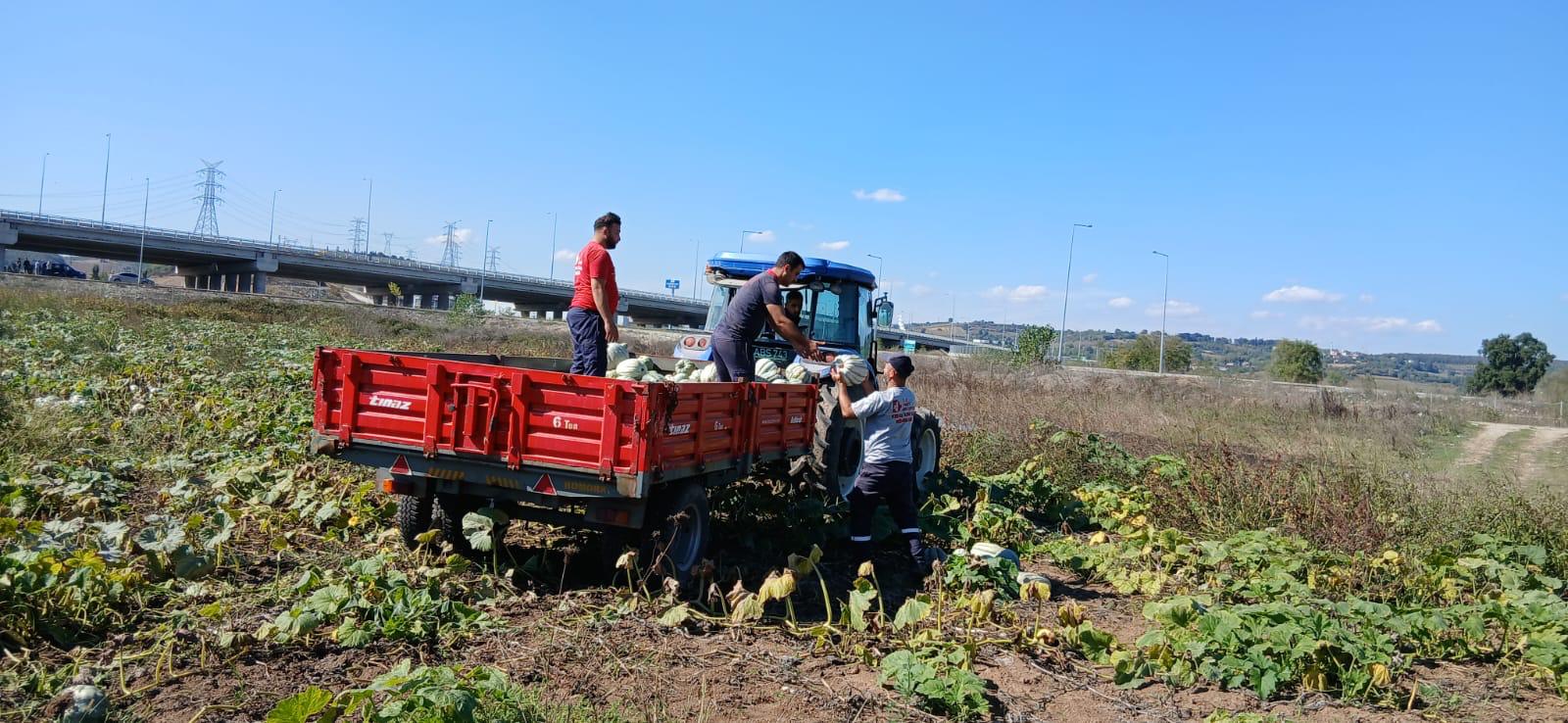 İzmit Belediyesinden 8 Tonluk Yerli Üretim Bal Kabağı (2)