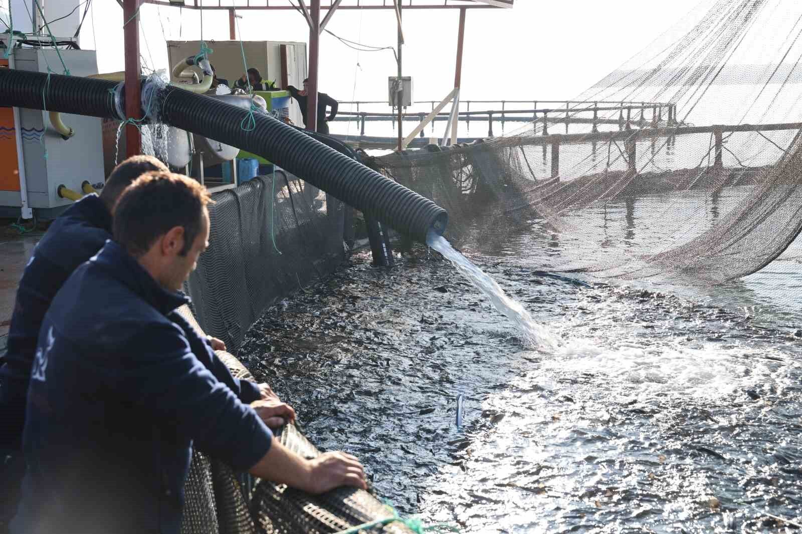 Bozkırda Türk Somonu Üretim Başarısı 2