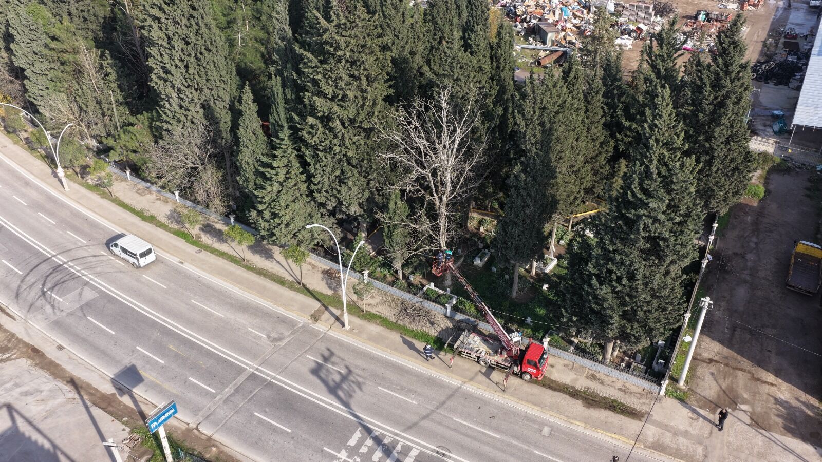 Başiskele Belediyesi’nden İlçe Genelinde Mevsimlik Ağaç Bakımı-2