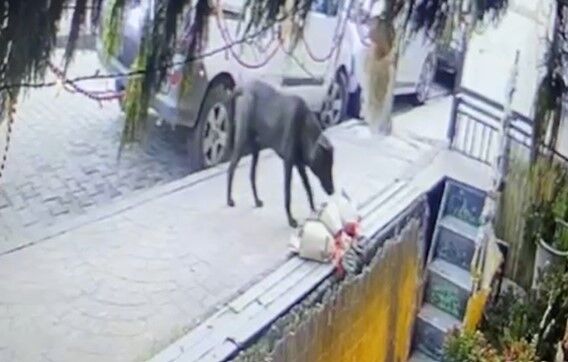 İzmit'te yılbaşı öncesi sevimli hırsızlık: Sokak köpeği kokina buketini kaptı-1