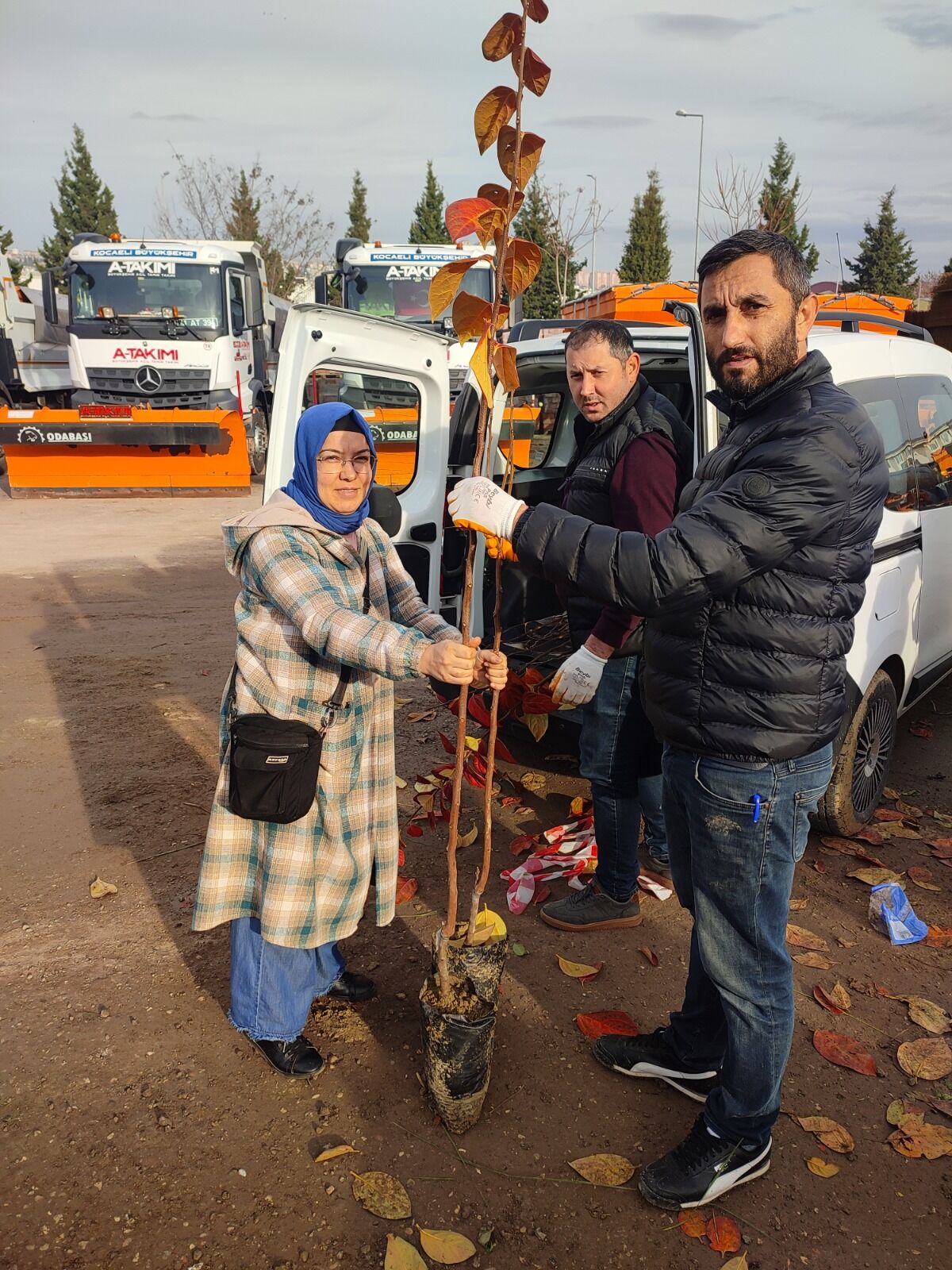 Büyükşehir, 3.600 Trabzon Hurması Fidanı Dağıtıyor (1)