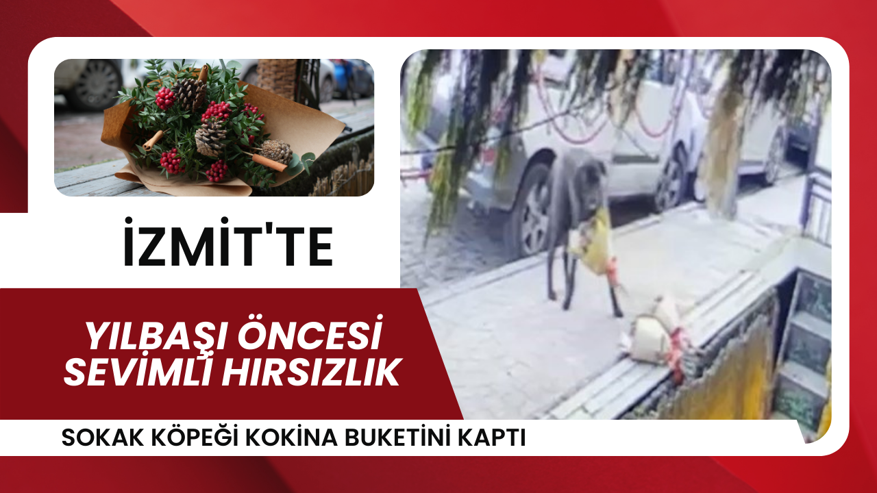 İzmit'te Yılbaşı Öncesi Sevimli Hırsızlık Sokak Köpeği Kokina Buketini Kaptı