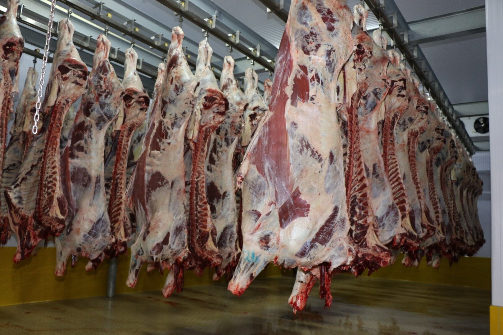 Büyükşehir Mezbahası'nda 6 Bin 29 Kesim Yapıldı (1) (Büyük) (1)