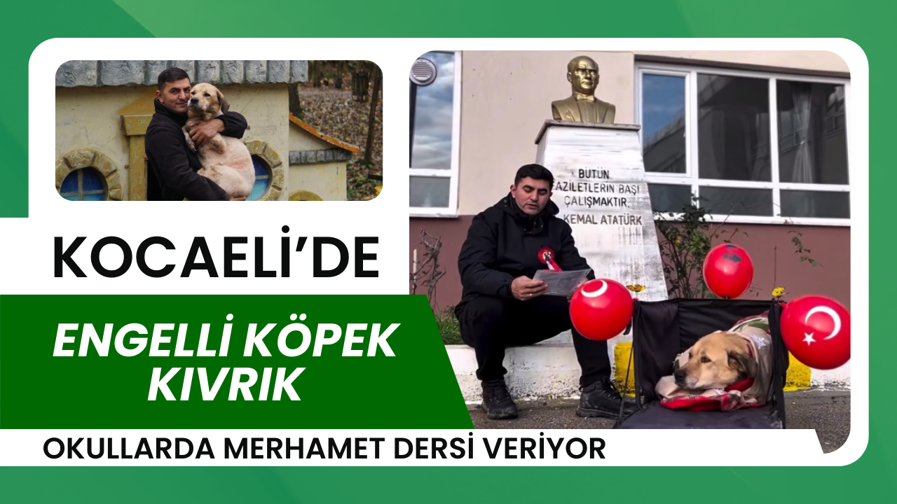 Kocaeli De Engelli Köpek Kıvrık Okullarda Merhamet Dersi Veriyor