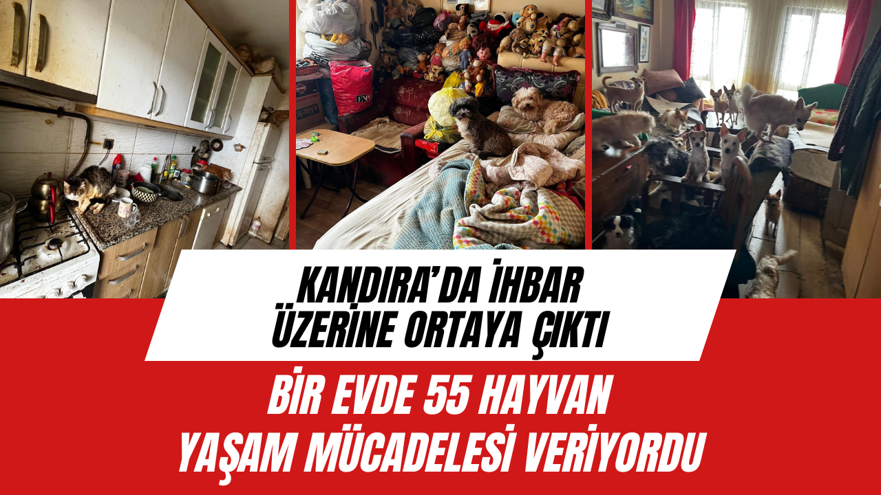 Kocaeli̇’de İhbar Üzeri̇ne Ortaya Çikti Bi̇r Evde 55 Hayvan Yaşam Mücadelesi̇ Veri̇yordu