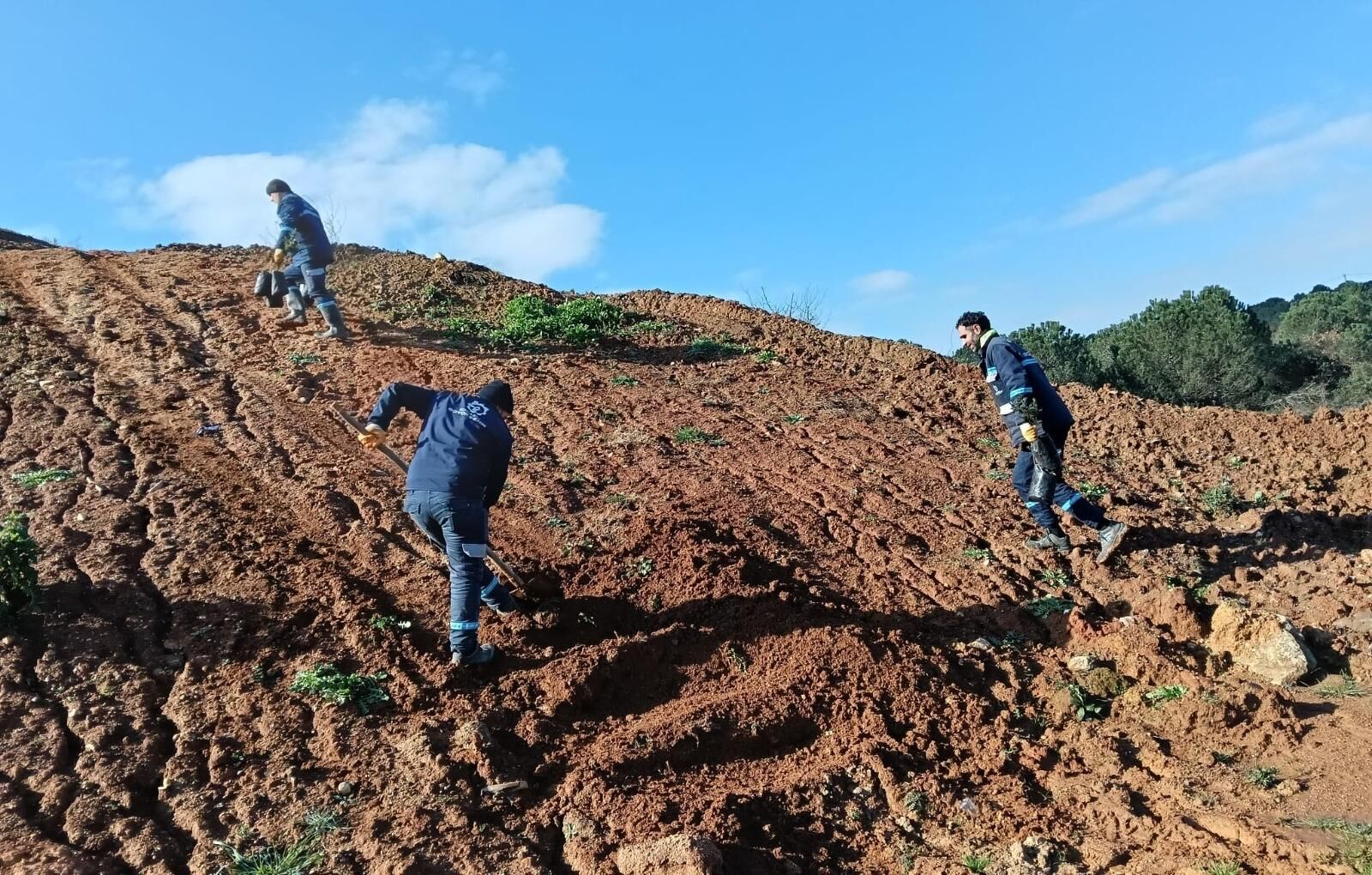 Gebze'de 4 Bin 500 Sedir Ağacı Toprakla Buluştu (4)