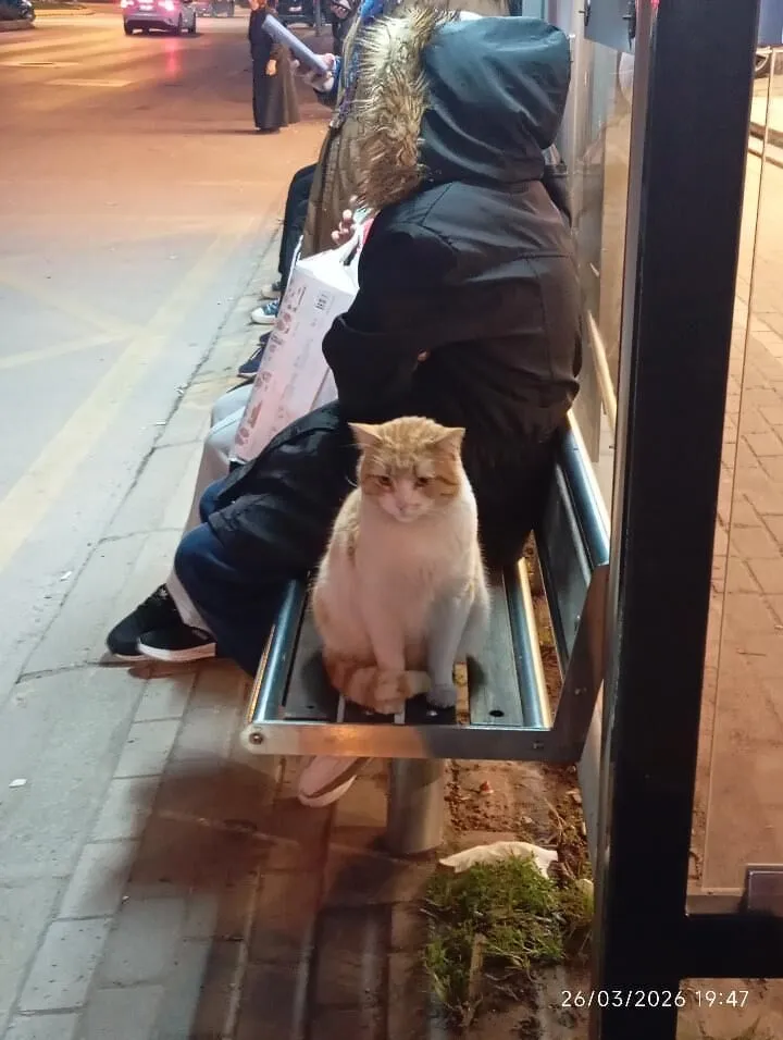 I Sahibini Bekliyor 2