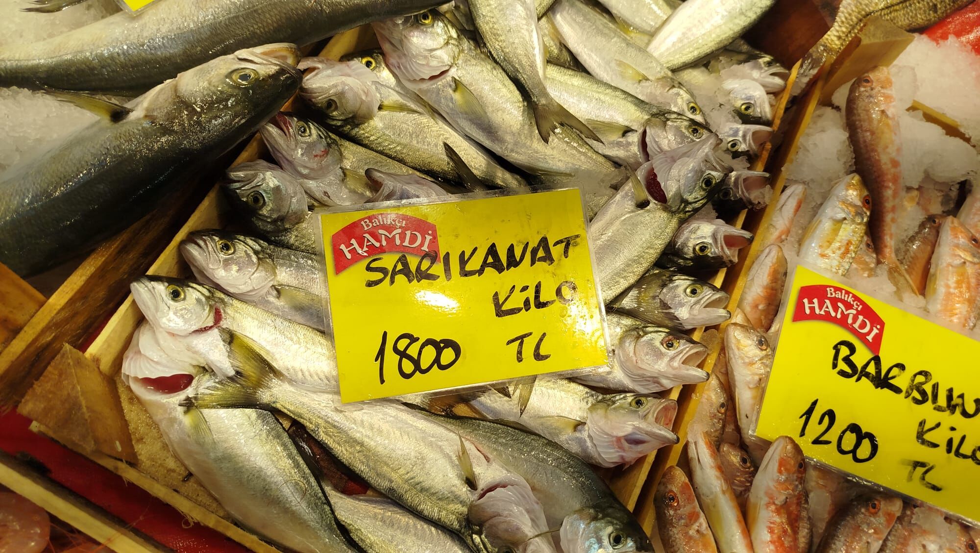 Sarıkanat