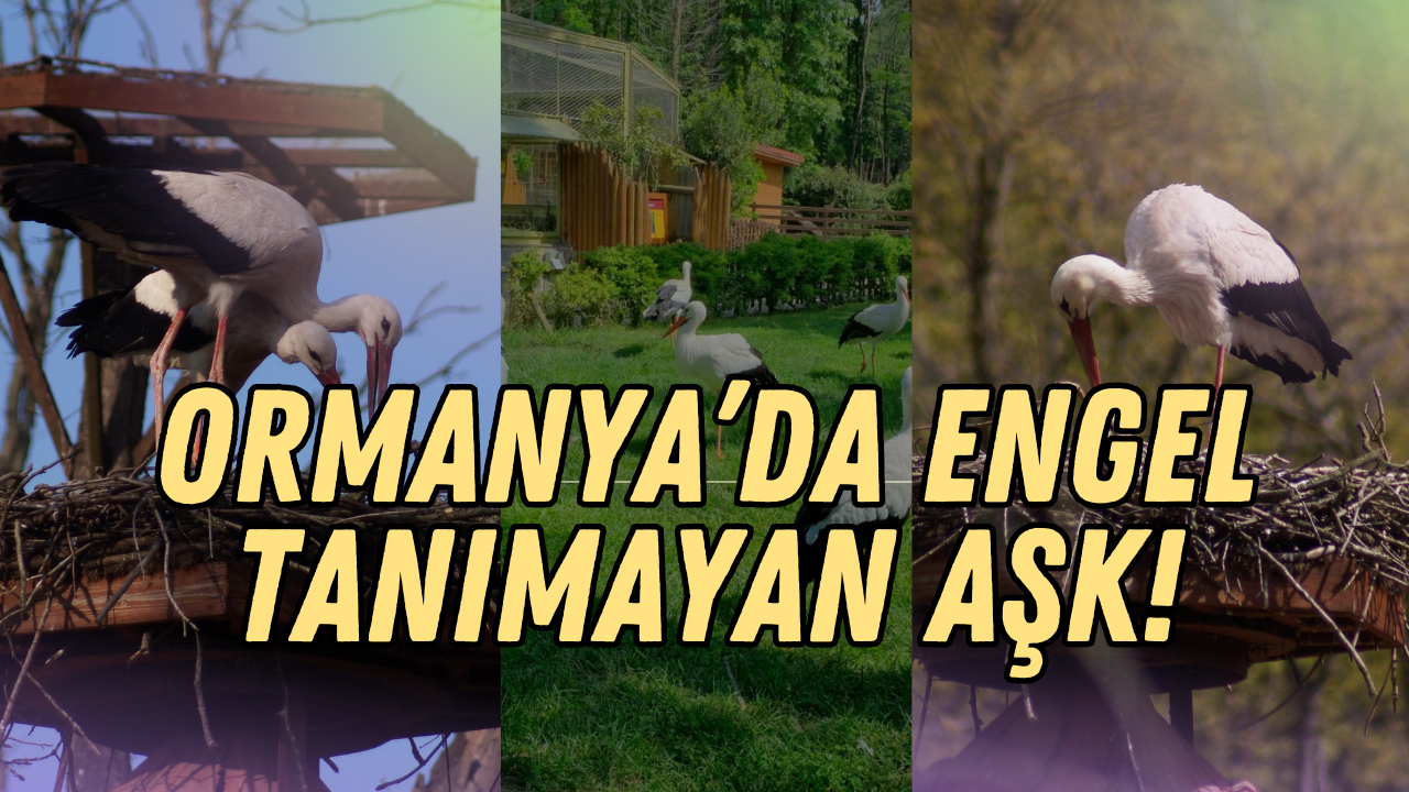 Ormanya’da Engel Tanımayan Aşk: Uçamayan Leylekler "Pişmaniye" ve "Bulut"
