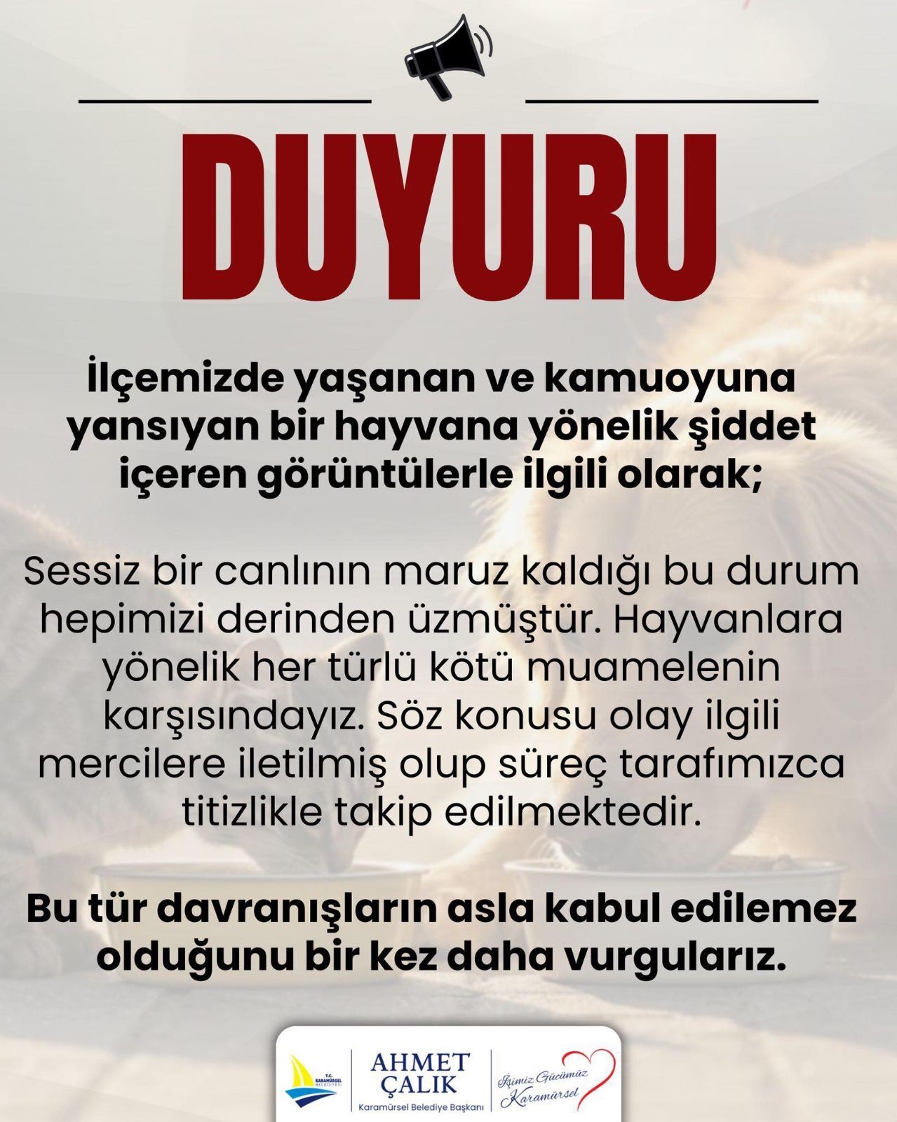 Karamursel Kedi Kocaelitv