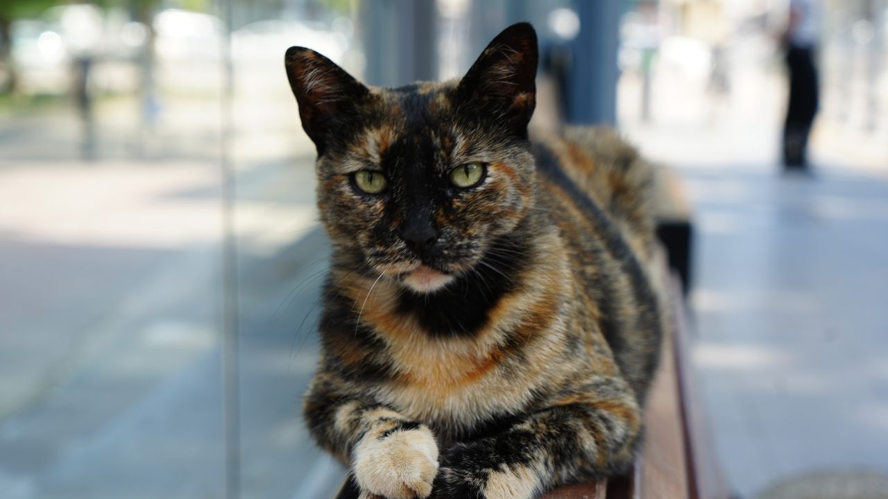 Kedi 1