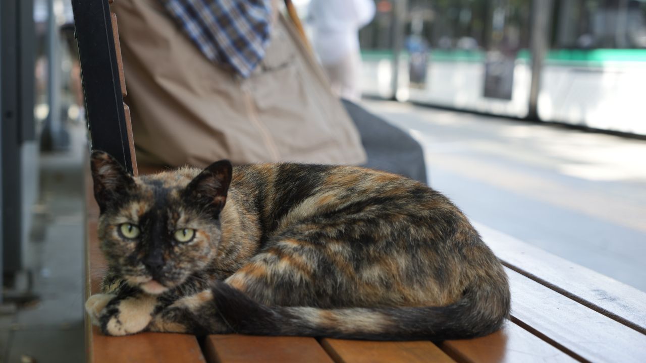 Kedi 2