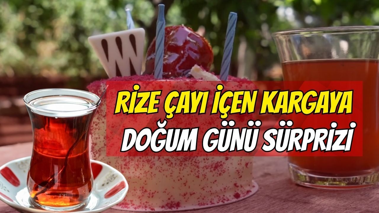 Rize Çayı İçen Kargaya Doğum Günü